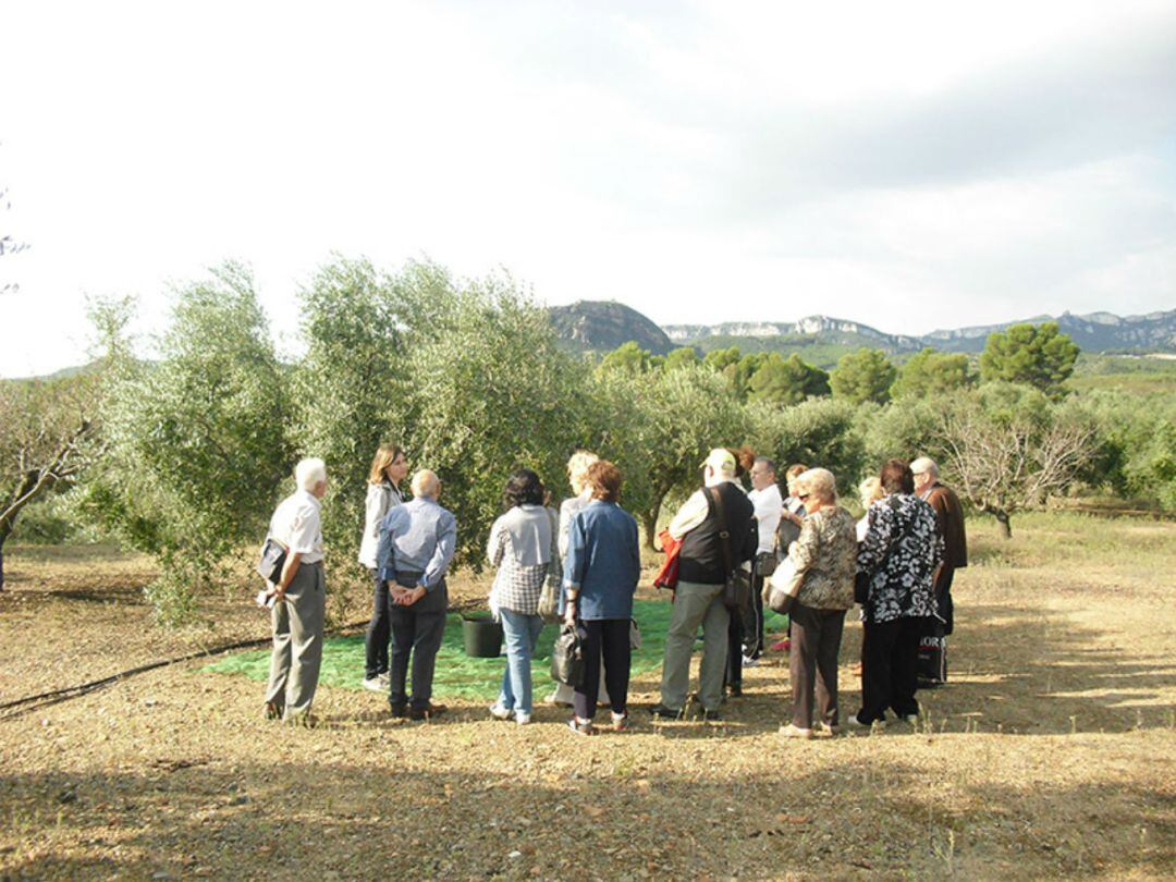 Jornadas de oleoturismo