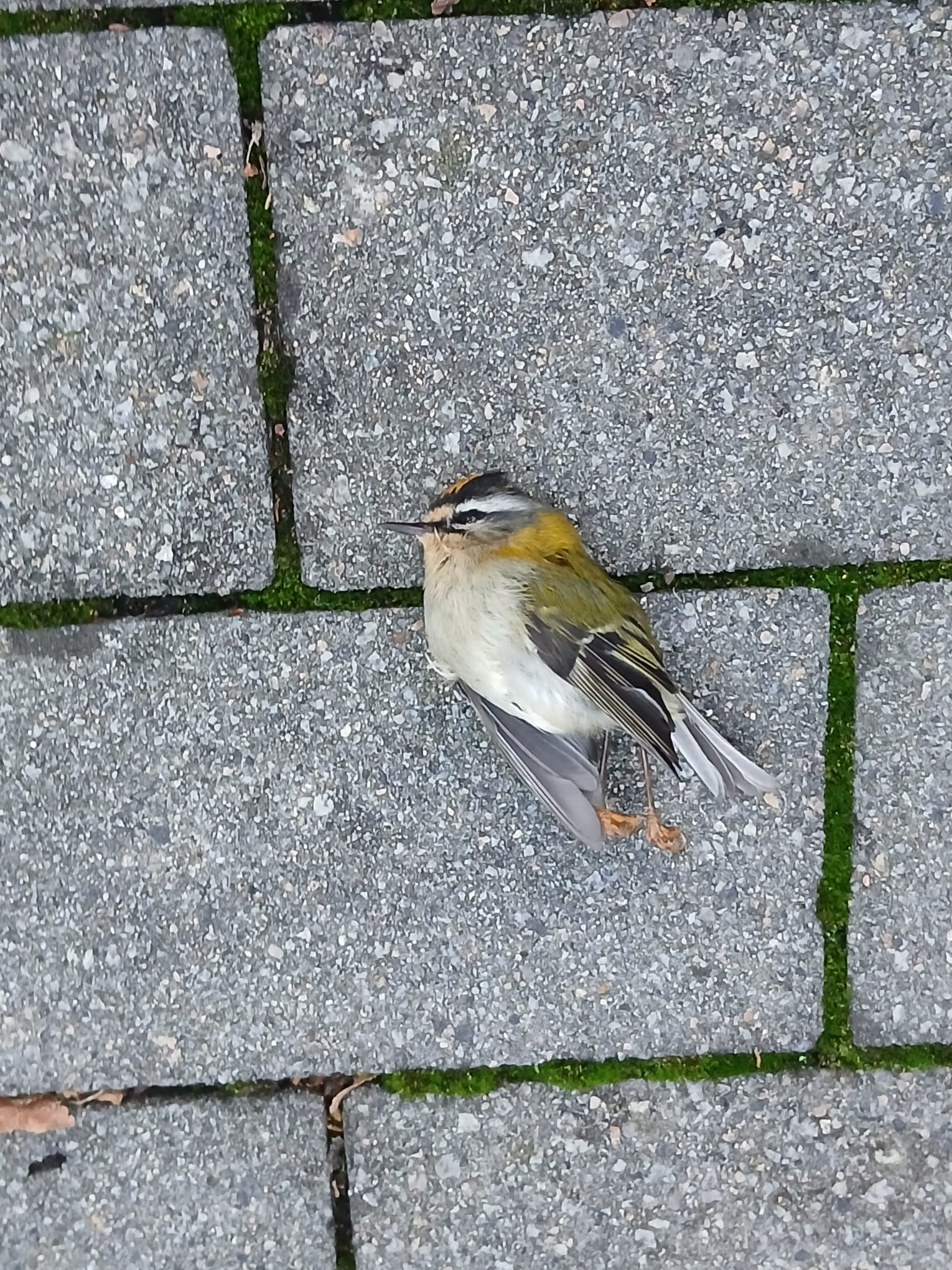 Reyezuelo encontrado en el suelo del Museo Balenciaga