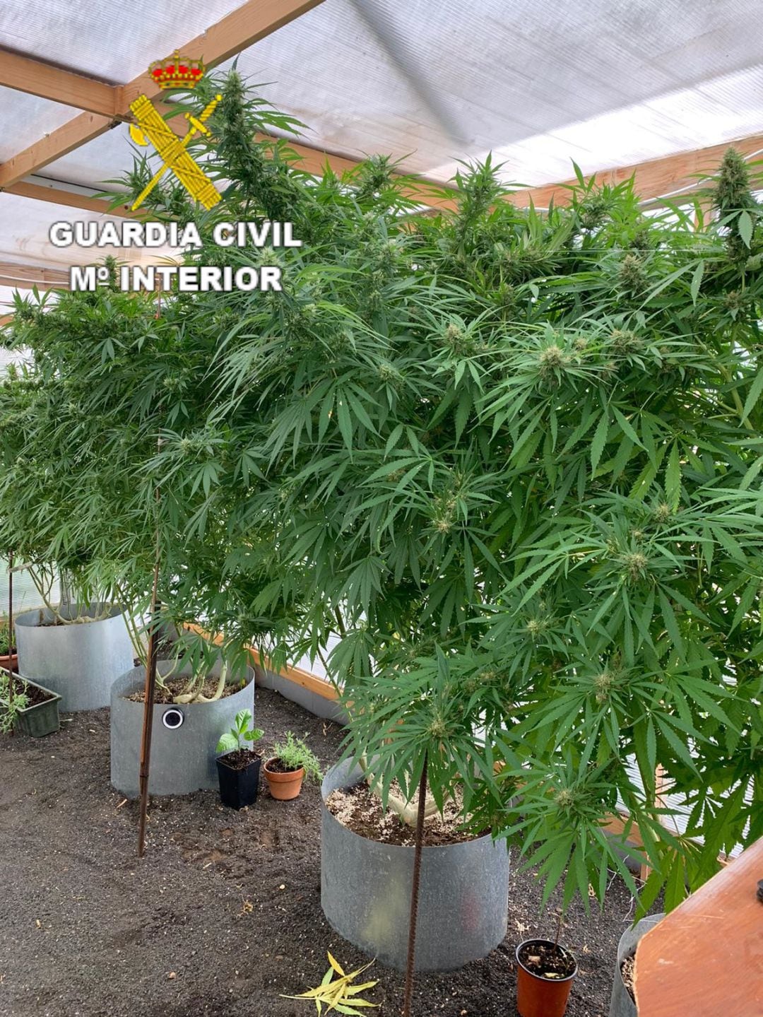 La Guardia Civil detuvo a un matrimonio de origen alemán por un delito contra la salud pública al tener en su vivienda un invernadero con una instalación para el cultivo de marihuana, así como varias plantas de dicha especie.