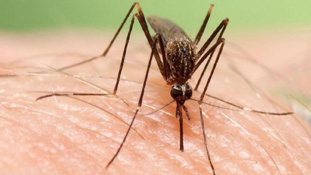 El &#039;Aedes japonicus&#039;, una nueva especie invasora de mosquito proveniente de Oriente.