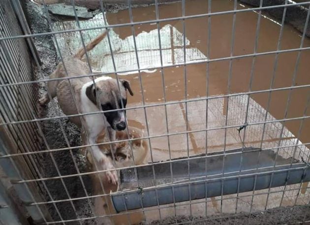 Perros de Tierra Blanca