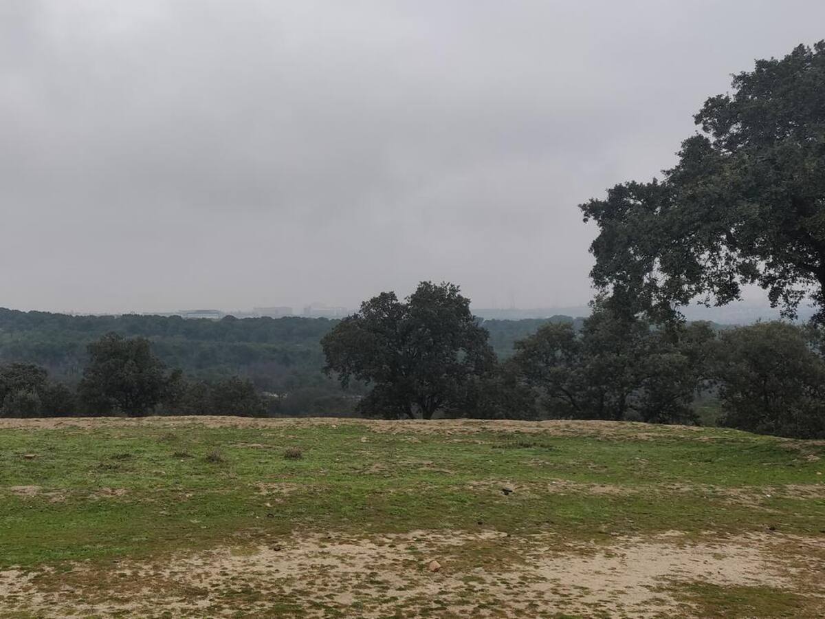El Monte de Valdelatas: Un encinar lleno de vida en la frontera de la ciudad