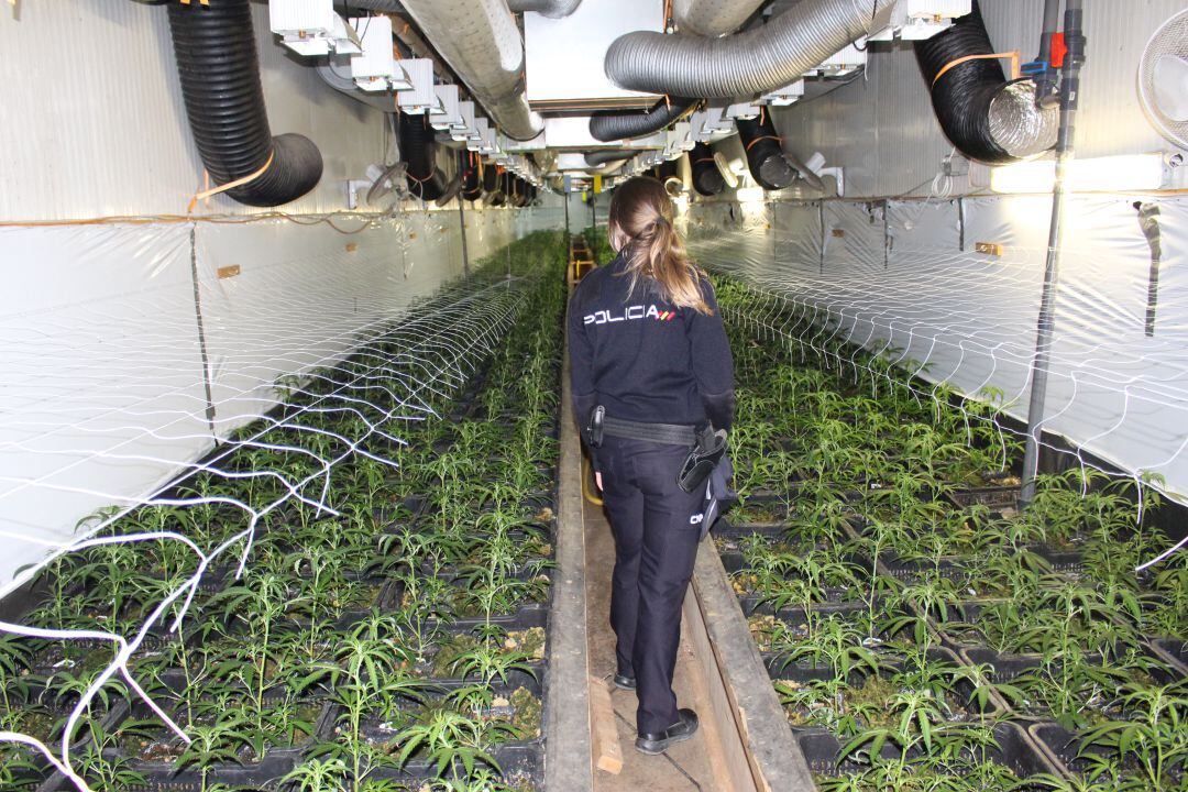 Plantación indoor de marihuana