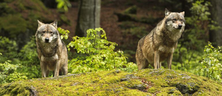 La sentencia también asegura que las ayudas de la Junta no son suficientes para sufragar los daños ocasionados por el ataque de lobos al ganado.