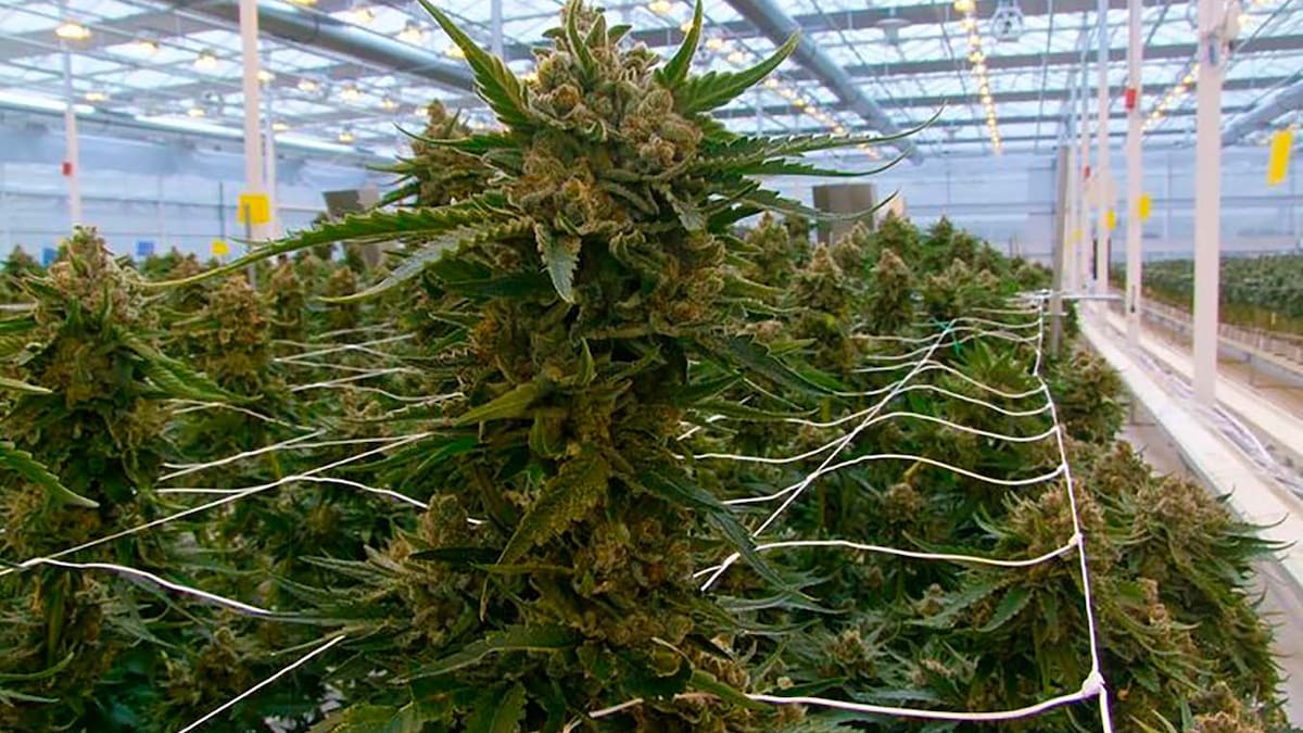 Amor Pérez (CCOO Soria) Ondara permiso cultivo OK