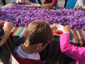 Los niños también han participado en la monda de la flor del azafrán