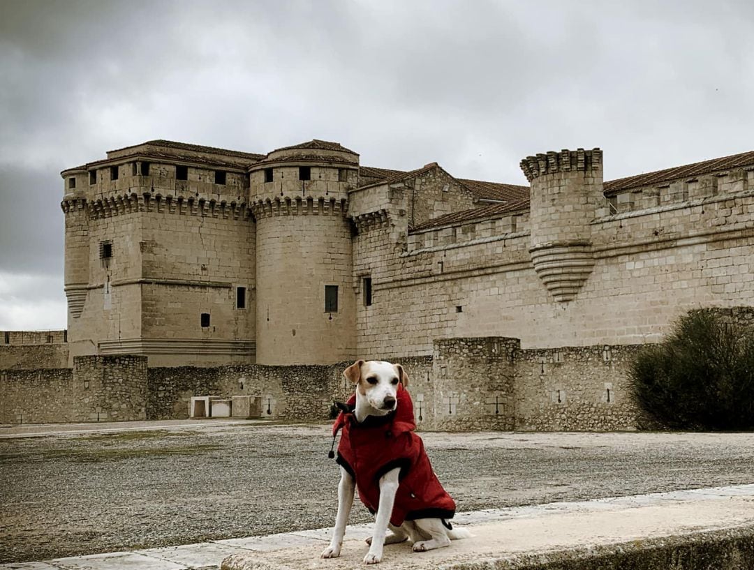 El perro turista Pipper en los exteriores del Castillo de Cuéllar