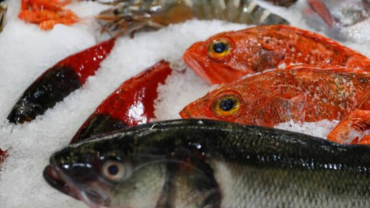 Enrique Ferrer, entrevista pesca arrastre