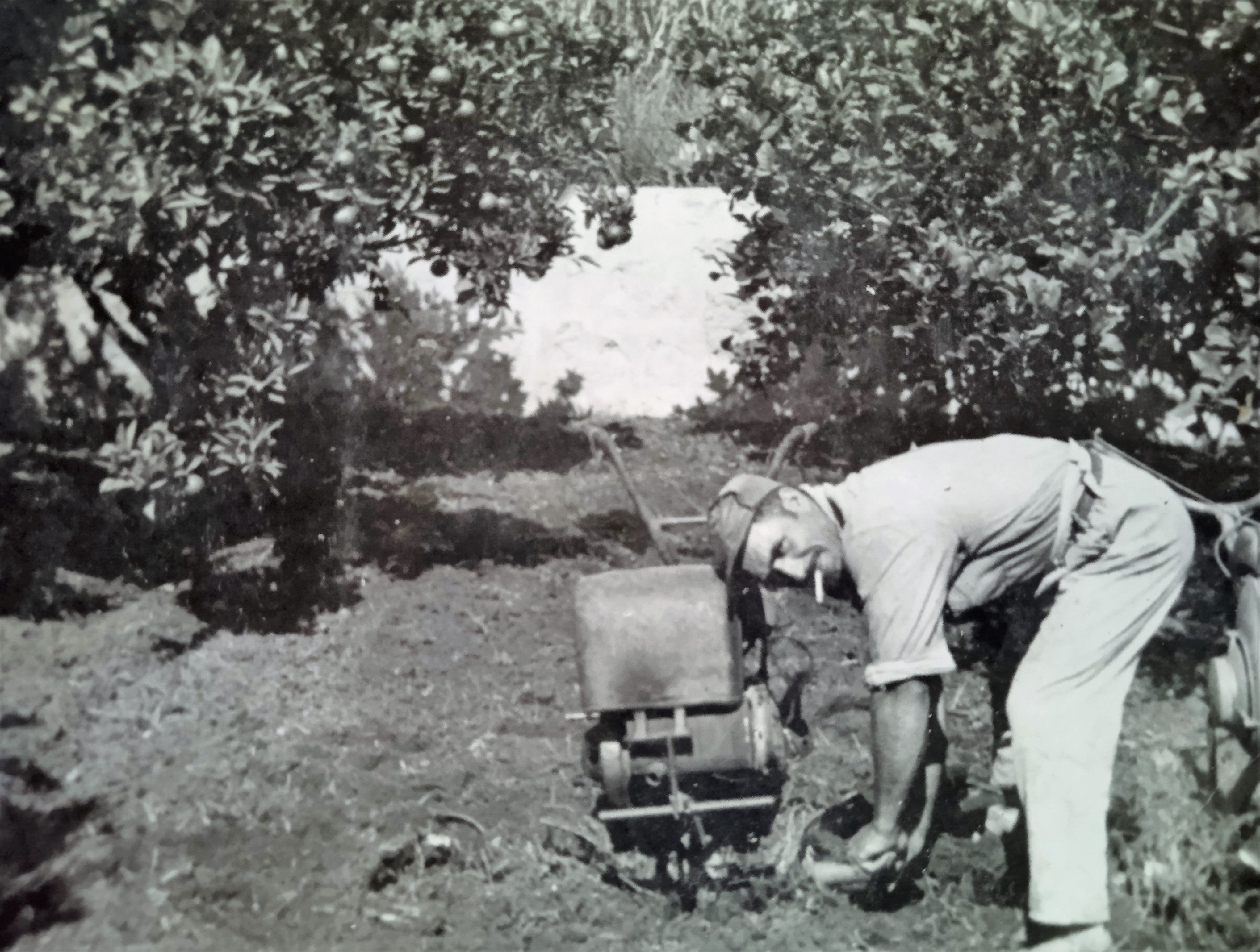 Año 1970.  Antonio trabajando en el campo con una de las primeras &quot;mulas mecánicas&quot; que sustituyeron a las bestias.