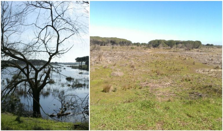 Antes y después de la laguna del Acebuche, en Doñana