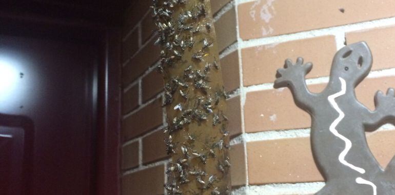 La plaga de moscas en varios municipios de Guadalajara