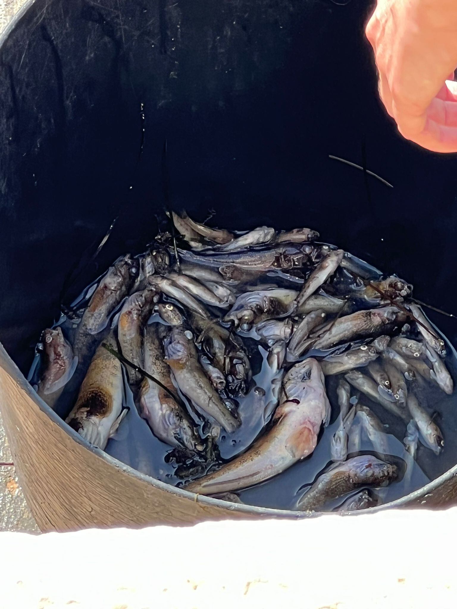 Aparecen peces muertos en San Javier