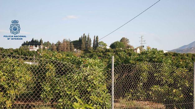 Plantación de aguacates en la Axarquía