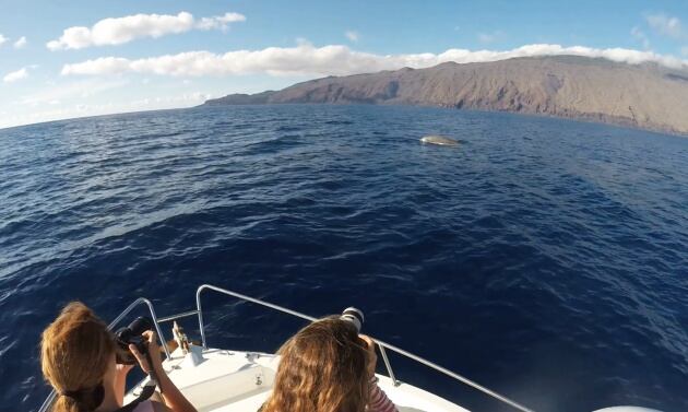 Una familia de zifios vive en la costa de El Hierro