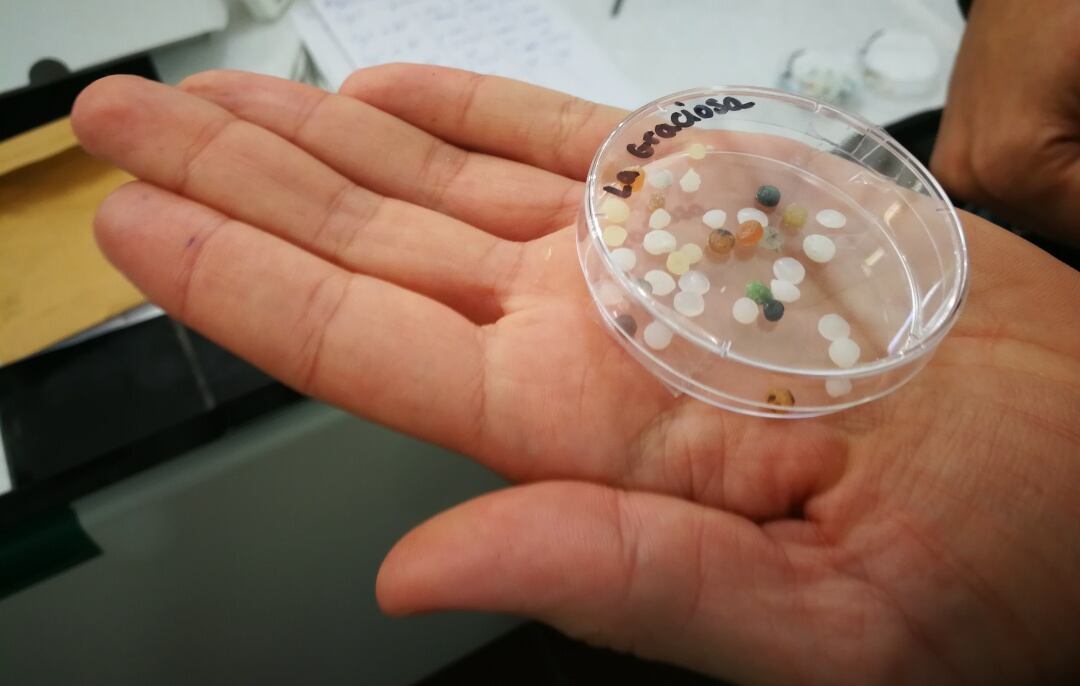 Los restos de plásticos detectado en varias zonas de Canarias son clasificados y analizados en la Universidad de La Laguna. La playa del Ámbar, en La Graciosa, es una de las más afectadas por estos contaminantes que llegan a las costas de las Islas
