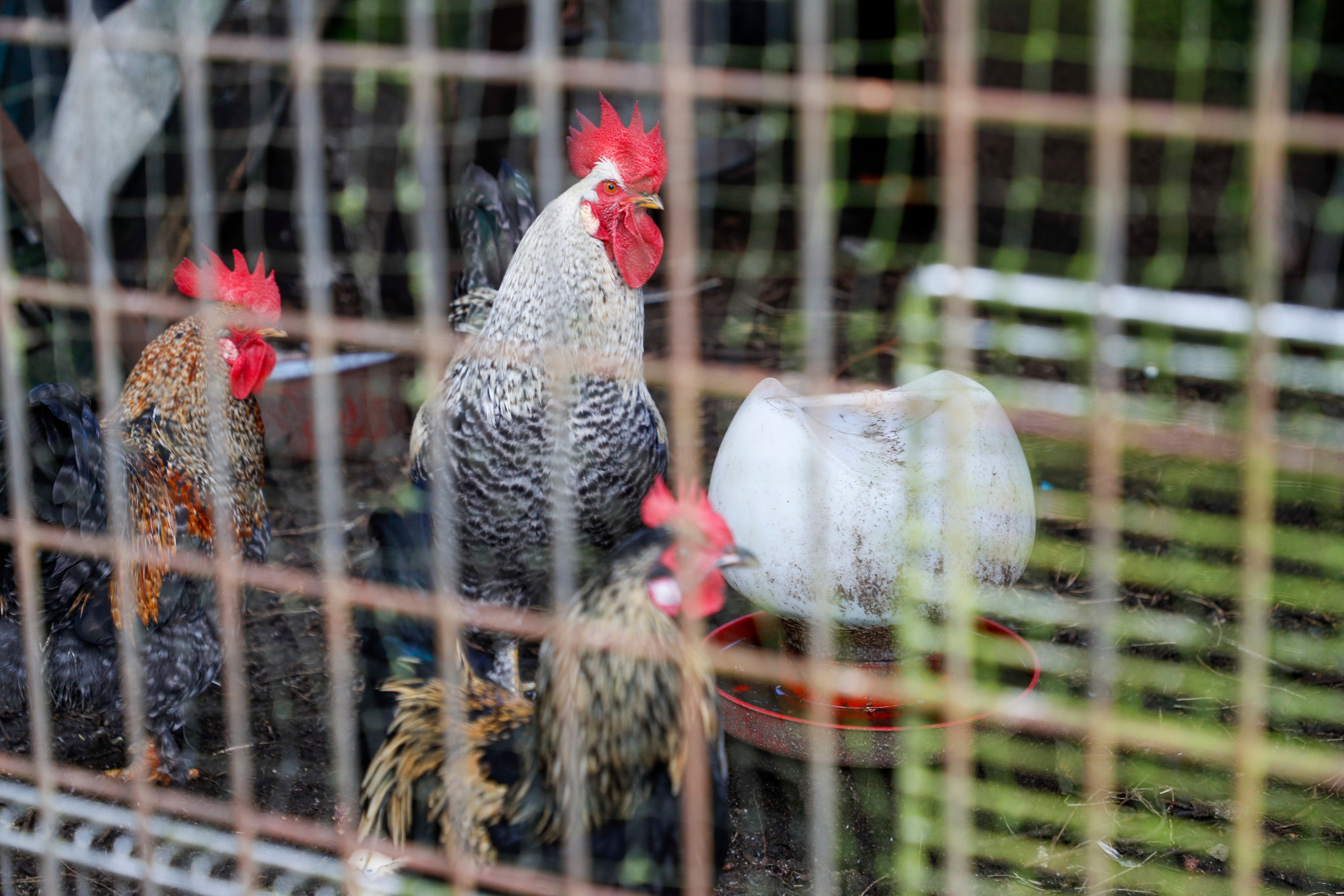 Aves de corral, gallinas y gallos mestizos en una aldea de Palas de Rei (Lugo)
