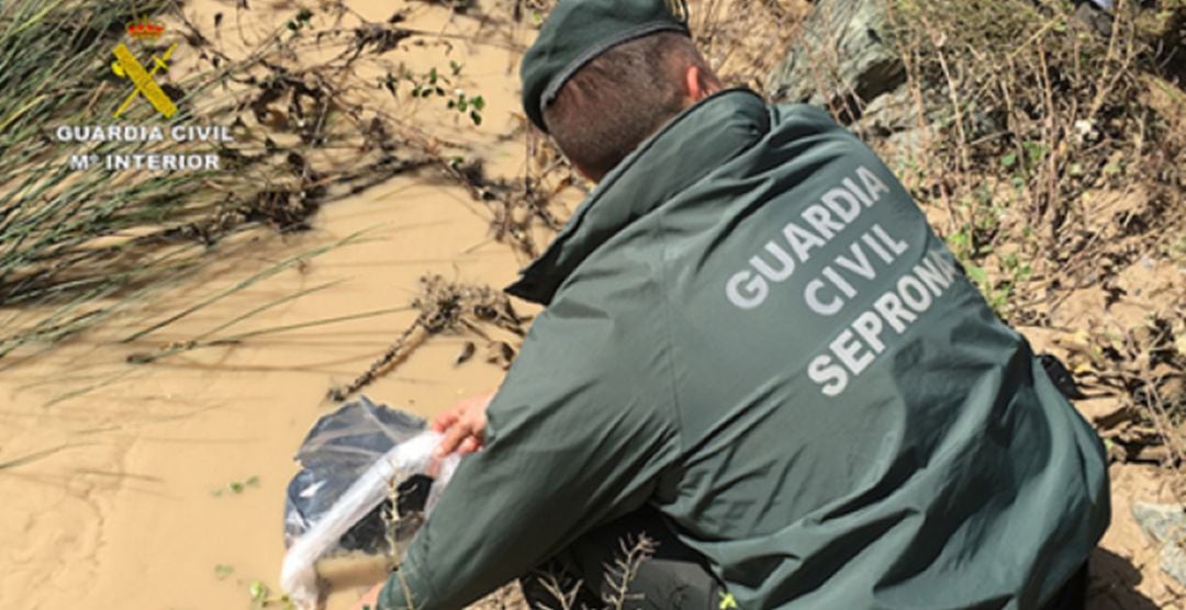 Un agente del Seprona de la Guardia Civil recoge al animal de una charca