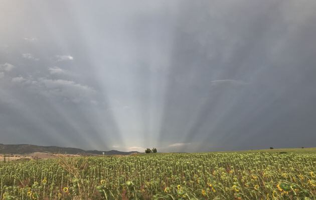 Los rayos anticrepusculares en Cuenca vistos desde un campo de girasol.