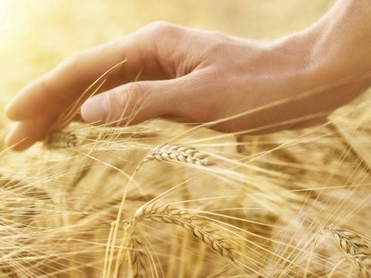 Medio rural: cambios en normativas y leyes