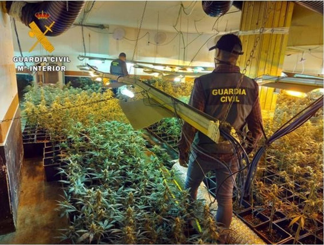 Operación policial contra el cultivo de marihuana.