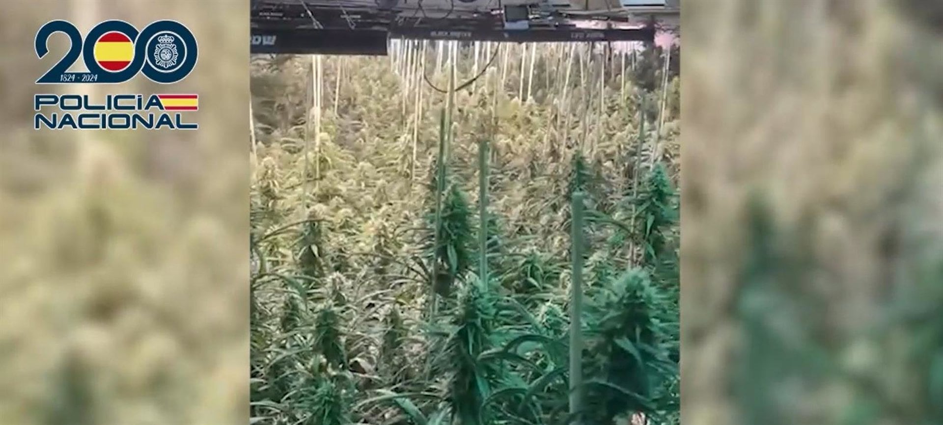 Plantación de marihuana en Morón de la Frontera (Sevilla)