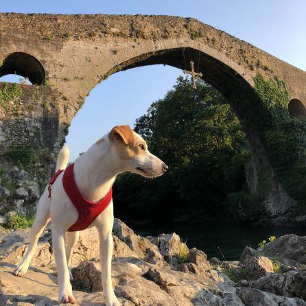 Pipper en Cangas de Onís.
