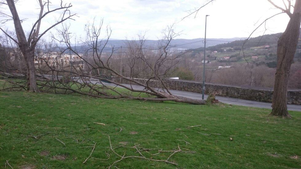 Varios árboles han caído en el parque Artxanda de Bilbao por la fuerza del viento