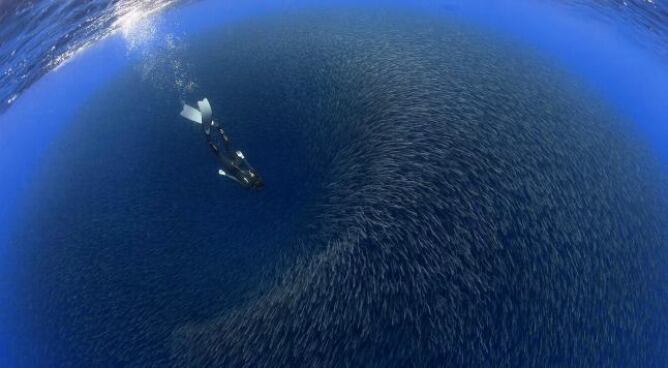 Cardumen de chicharros, portada de National Geographic