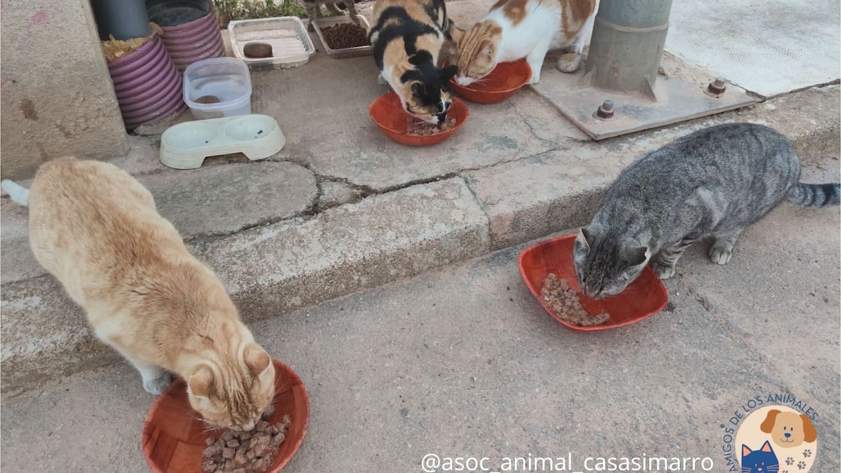 Entrevista con la presidenta de la Asociación Amigos de los Animales de Casasimarro, Laura Francés