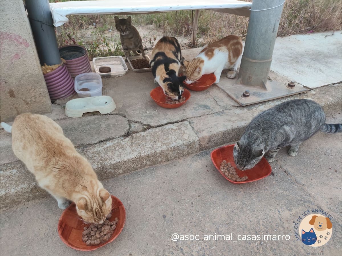 Casasimarro impulsa el control de colonias felinas con 33 carnés para alimentadores autorizados