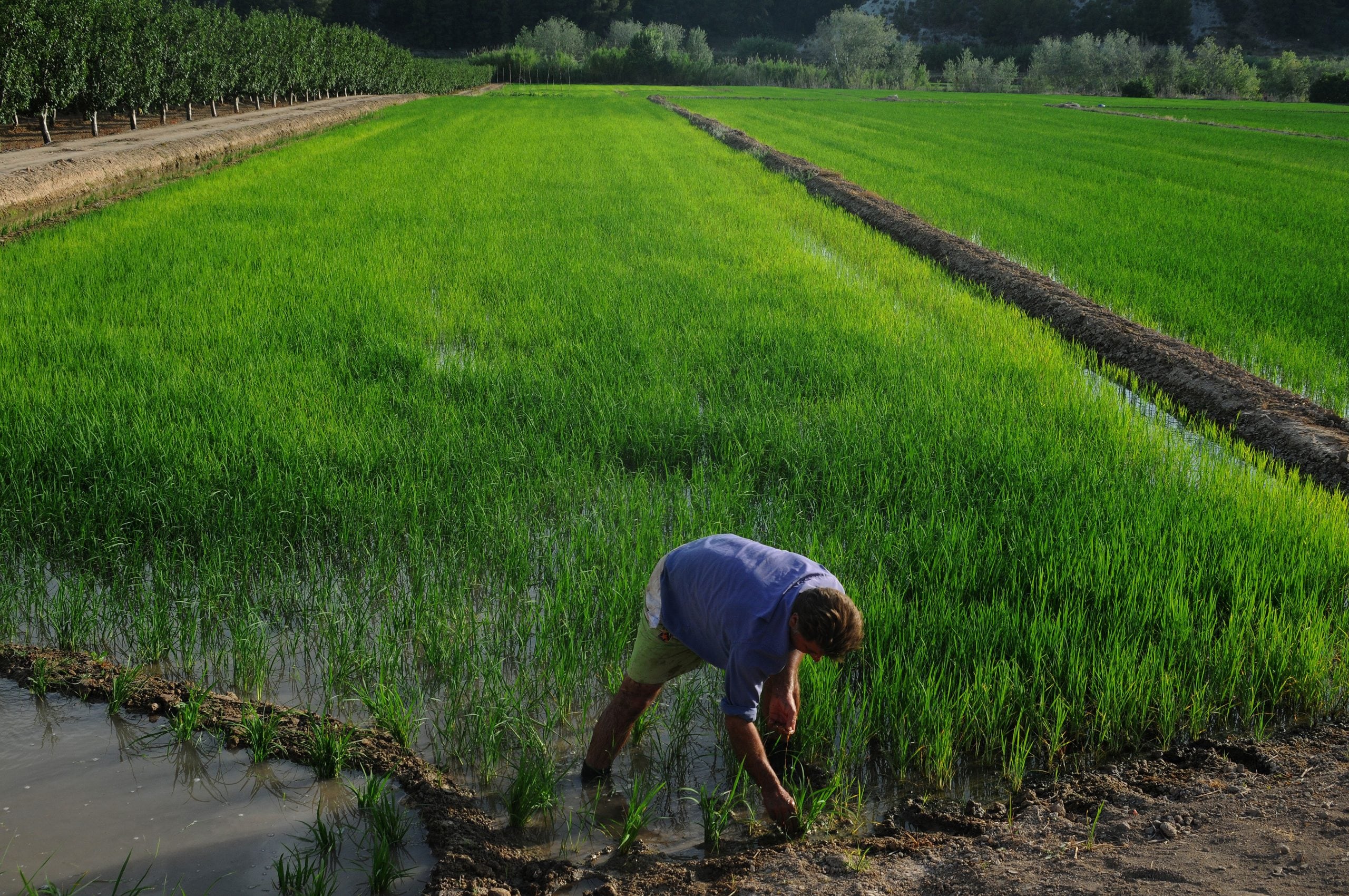 Arrozales de la Denominación de Origen Calasparra / D.O. Calasparra