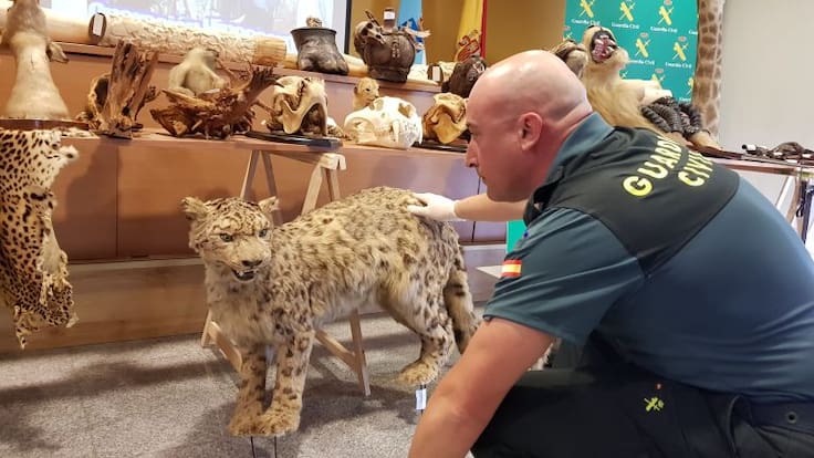 El Seprona recupera un almacén ilegal de arte sacro y especies protegidas disecadas