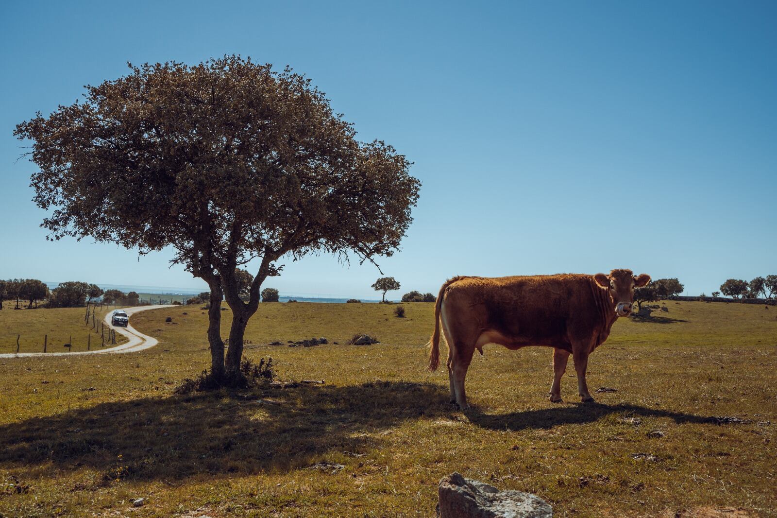 Colmenar Viejo incorporará más de 12 millones de euros del remanente para realizar inversiones y ayudar al sector ganadero