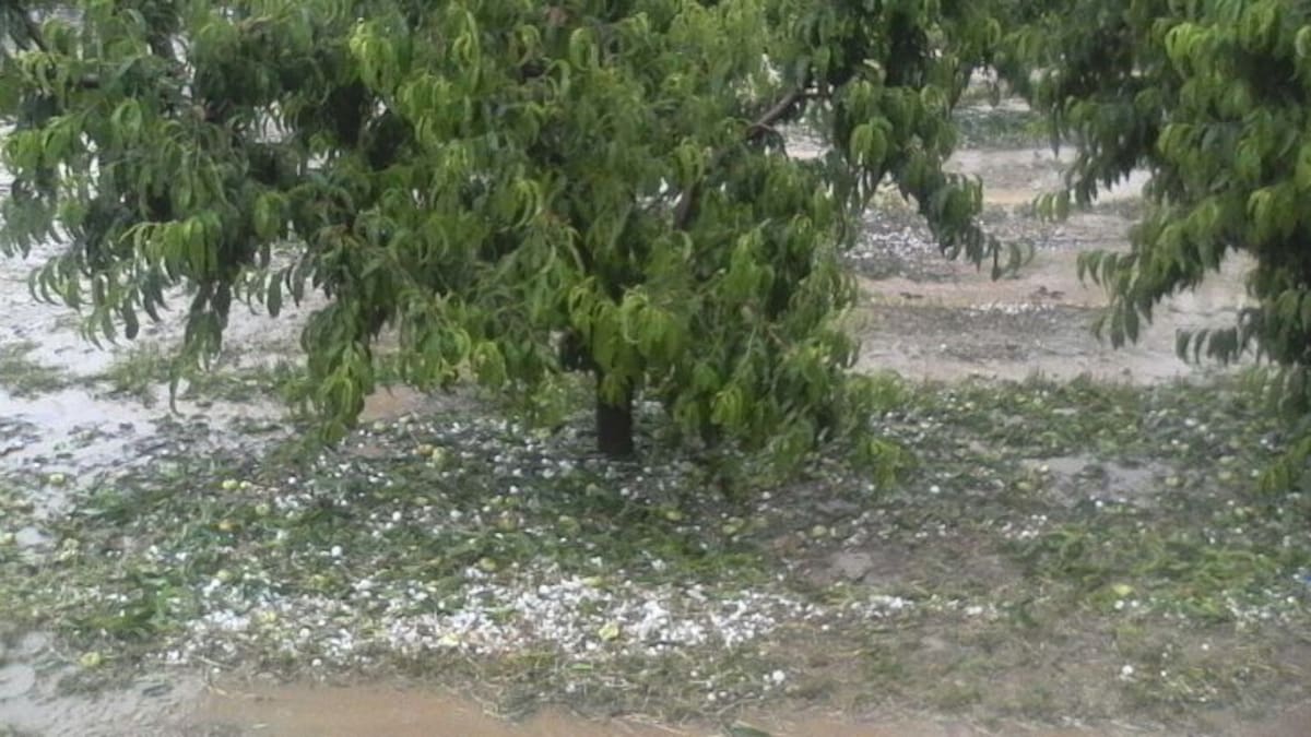 La pedra torna a afectar la Granja d'Escarp i Seròs