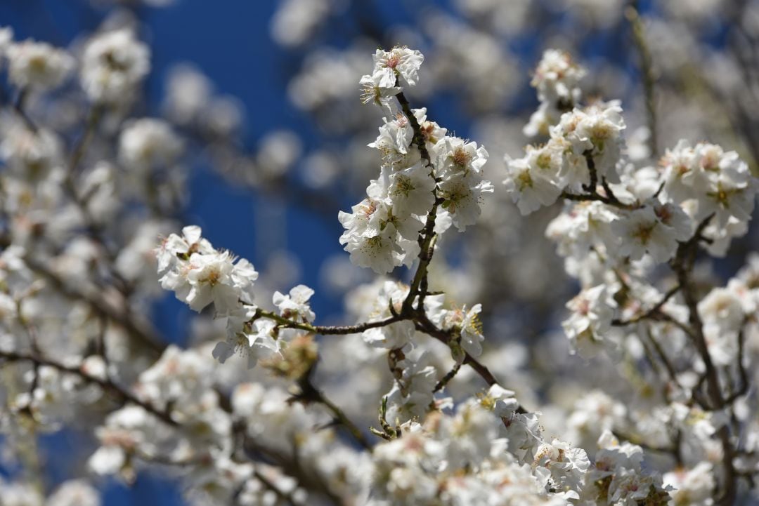 Almendros en flor.