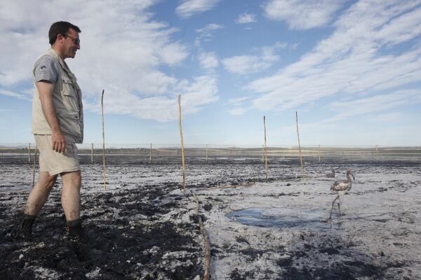 Un voluntario junto a uno de los flamencos de la laguna de Fuente de Piedra (Málaga)