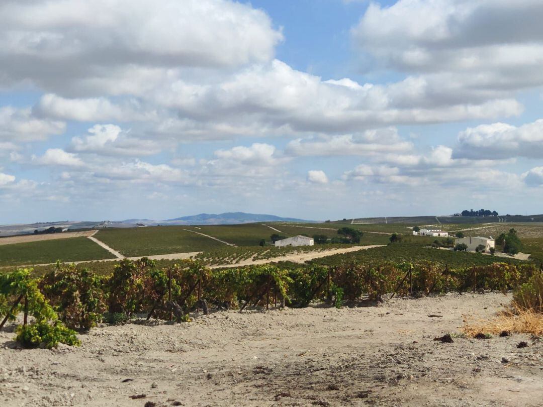 Viñedos en Jerez