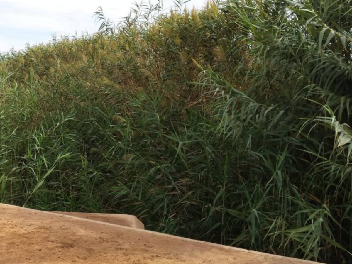 La falta de limpieza de la Rambla de Miranda pone en vilo a agricultores y vecinos, según MC