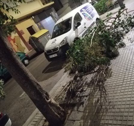 Ramas arrancadas por el viento en Gandia
