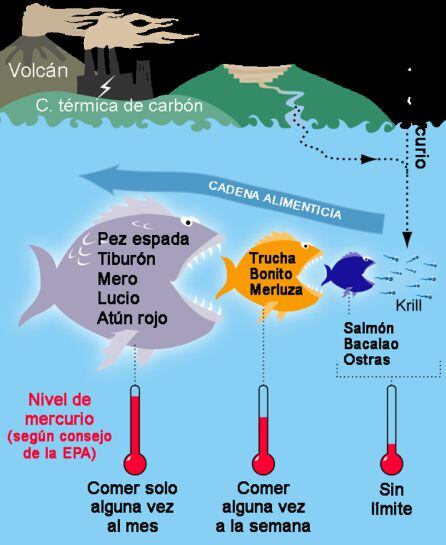 El diagrama muestra la penetración del mercurio en la cadena alimenticia marina con los niveles que acumulan los distintos tipos de peces y las recomendaciones de la Agencia de Protección Medioambiental de Estados Unidos (USEPA) sobre sus cantidades de consumo aconsejables.