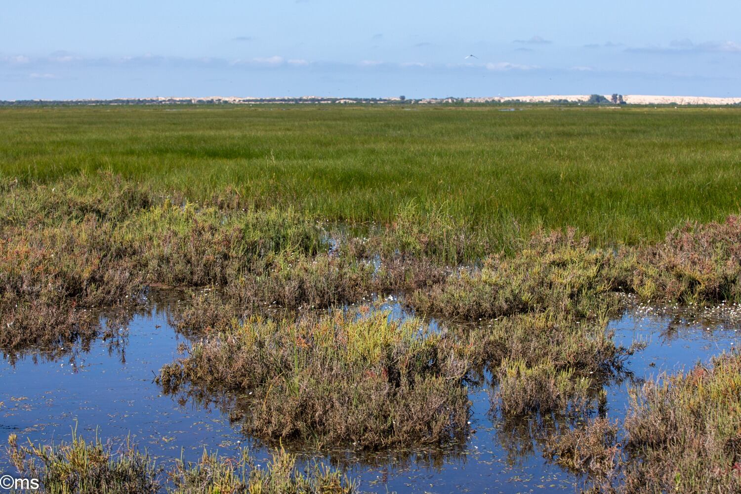 Espacio Natural de Doñana (mayo de 2025)