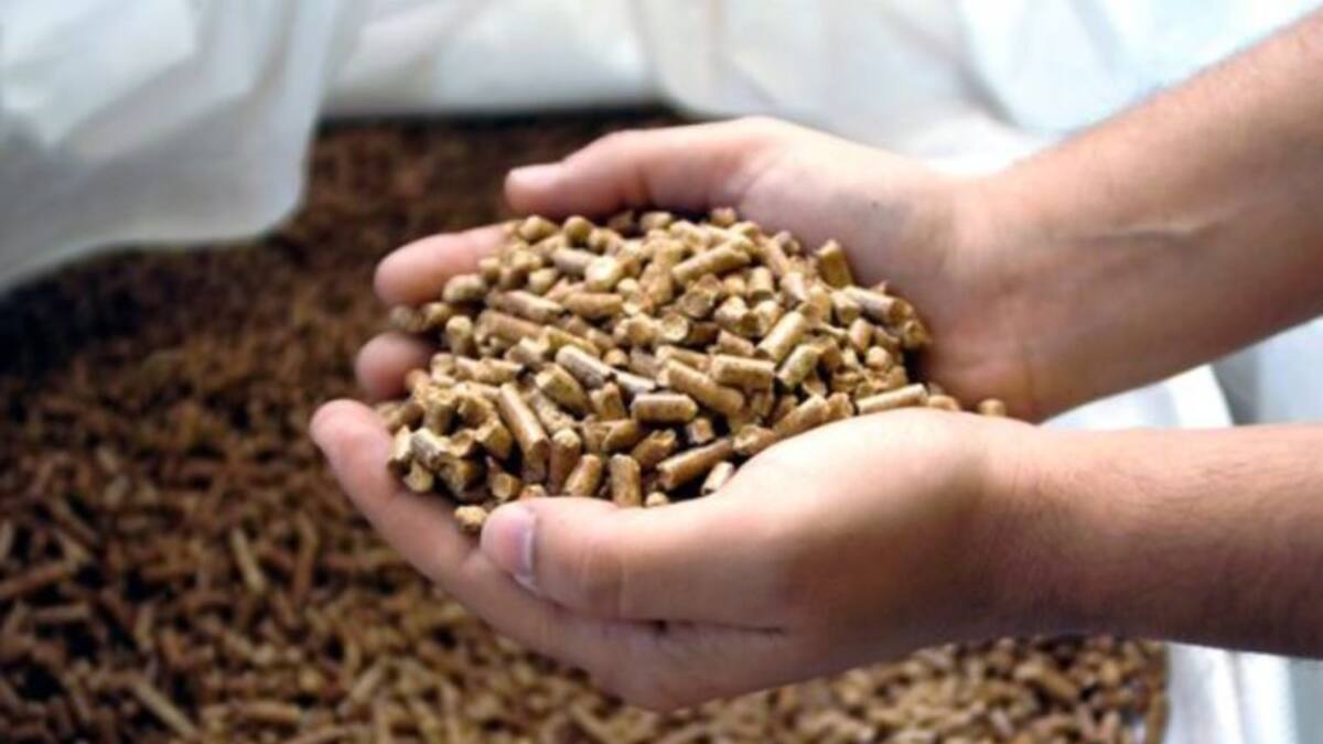 La vid, fuente de energía