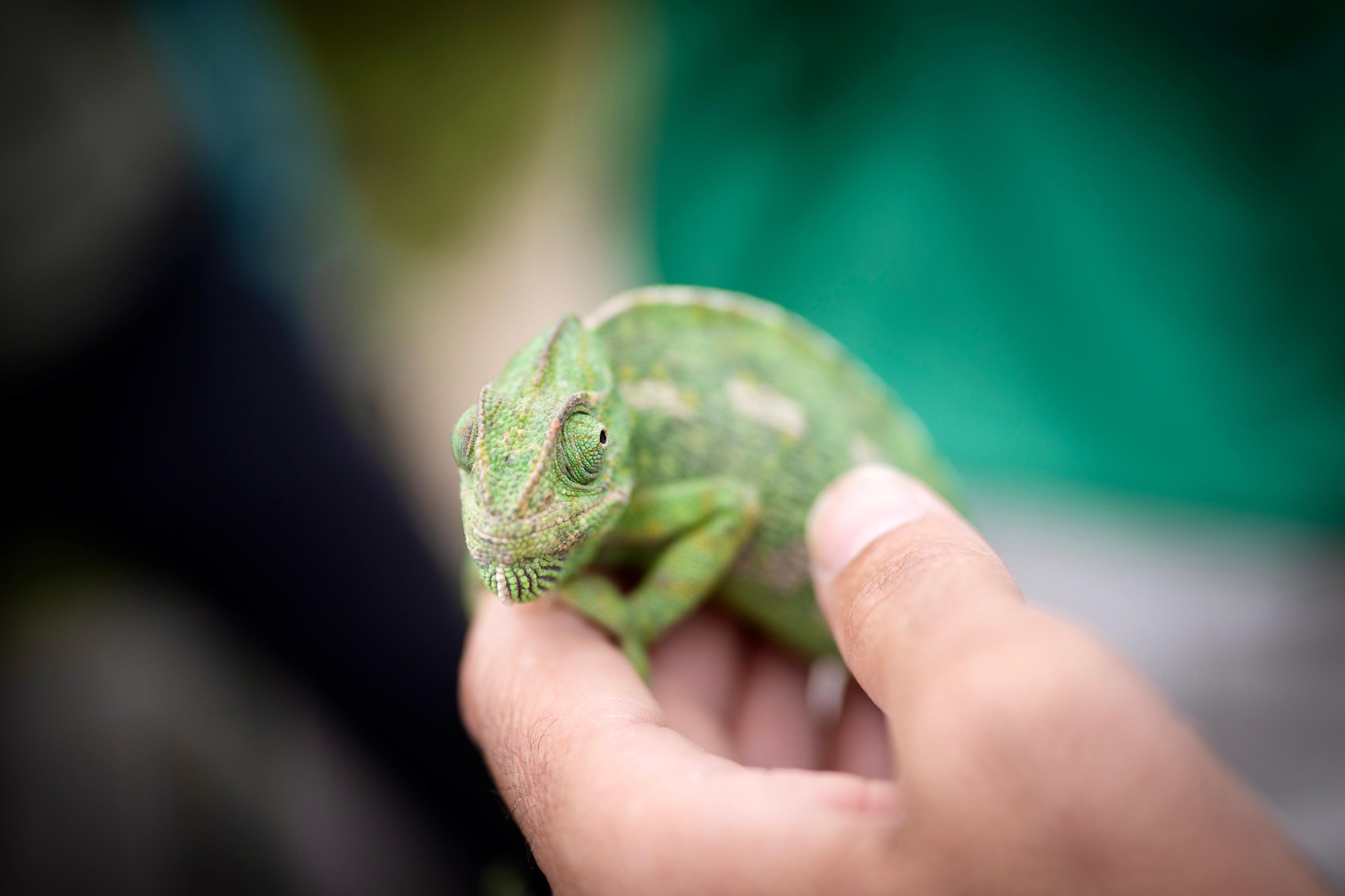 Camaleón liberado