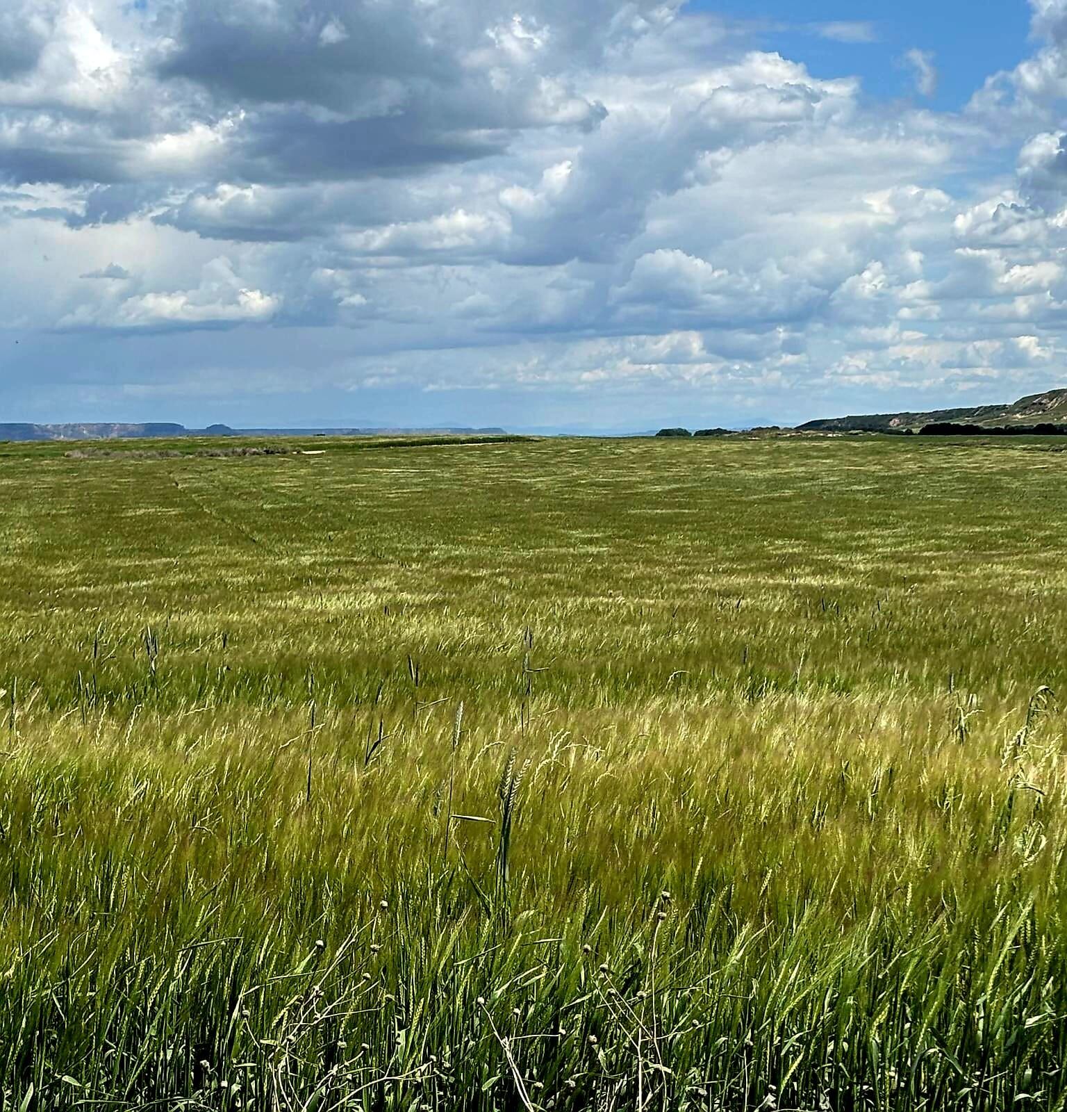 Campo de cebada en Los Monegros