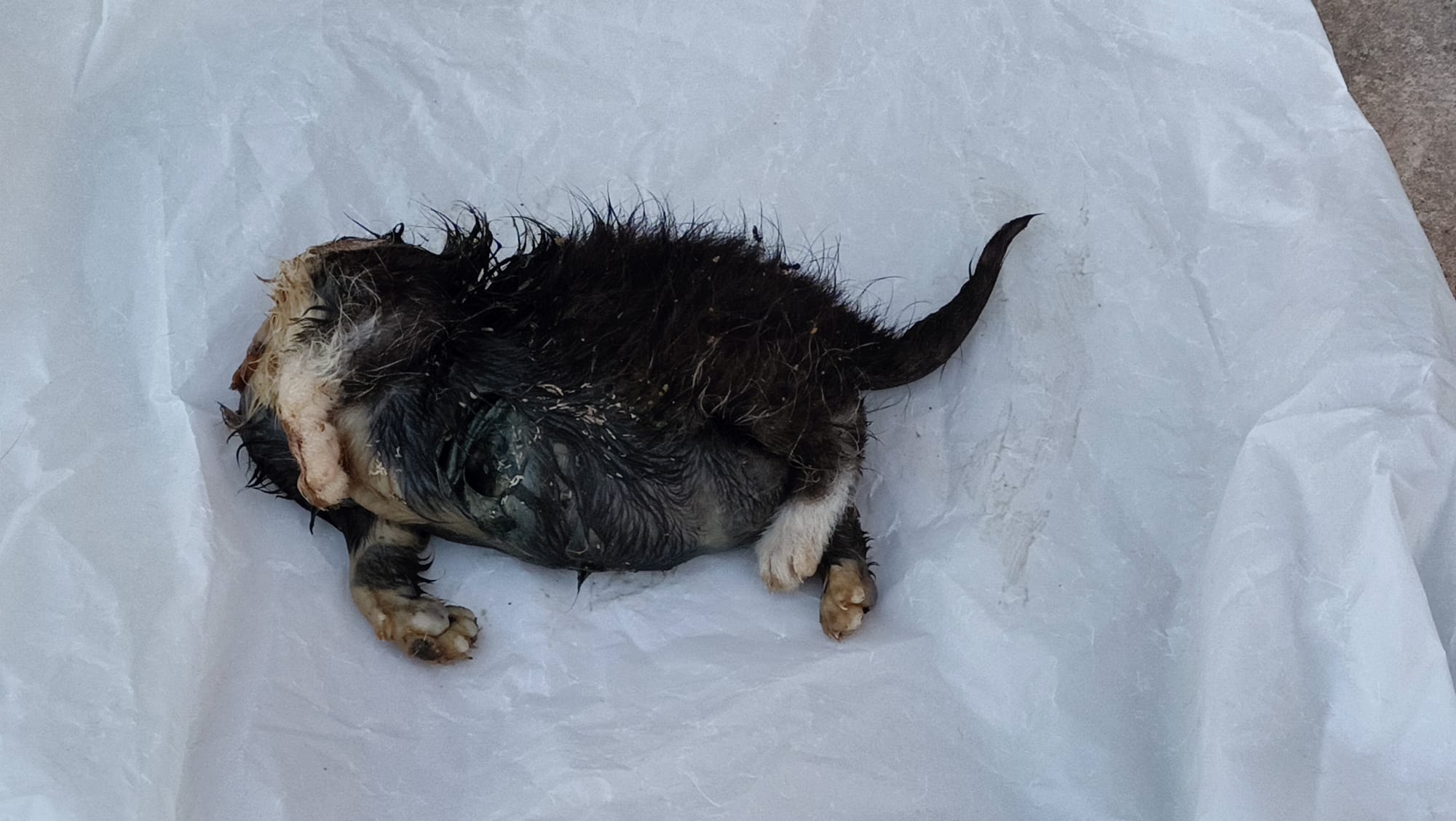 Gato decapitado hallado en la Universidad de Jaén.