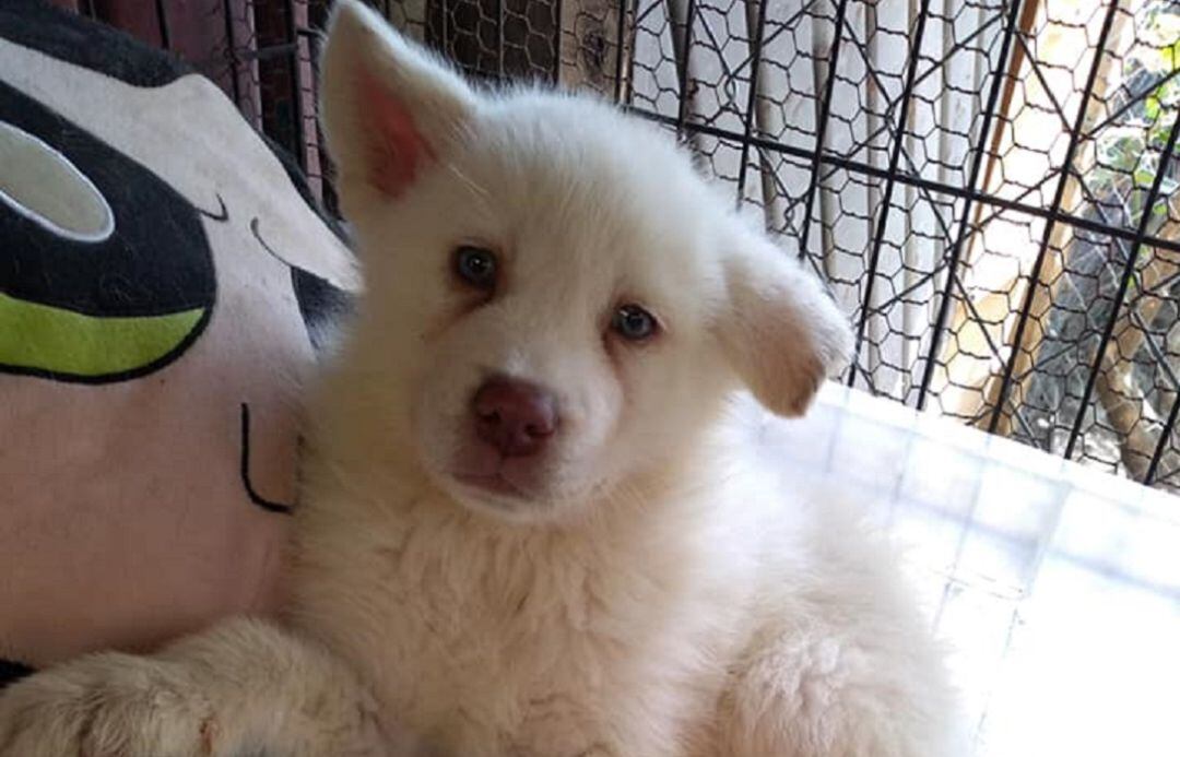 El perro ha hecho nuevos amigos en el refugio.