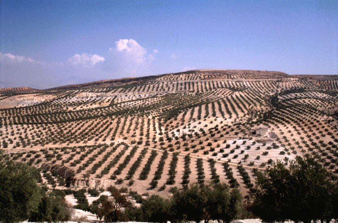 Olivos de Jaén.