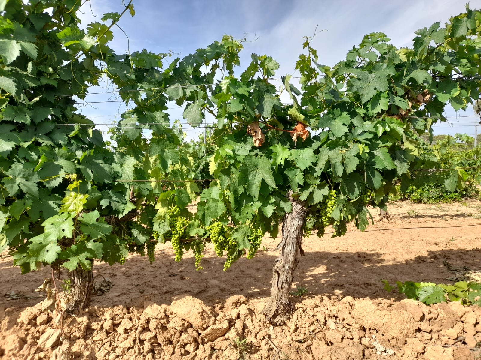 Viñas de la Ribera del Duero en julio de 2023