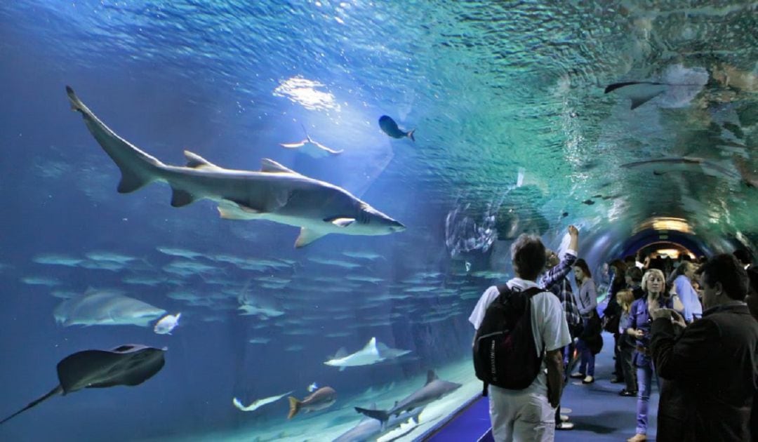 Túnel de los tiburones en el Oceanogràfic (Archivo)