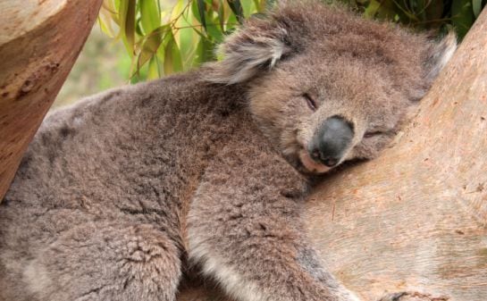 El koala en una de sus muchas horas de sueño.